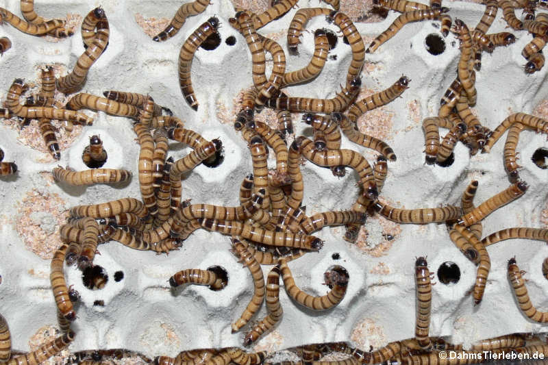 Zophobas atratus — DahmsTierleben